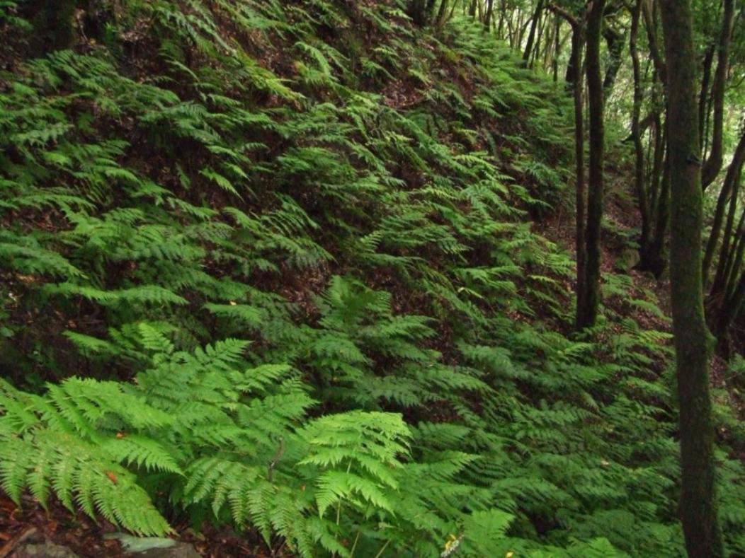 Casa Del Cu Bano B- Biosphere Reserve Санта-Крус-де-Тенеріфе Екстер'єр фото